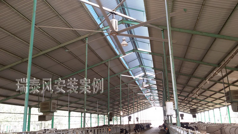瑞泰風(fēng)工廠車間用大型工業(yè)吊扇，養(yǎng)殖場(chǎng)應(yīng)用案例